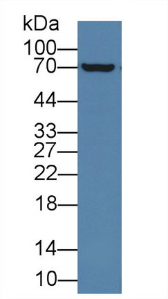 10036