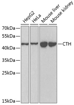 Валидация Elabscience E-AB-61819