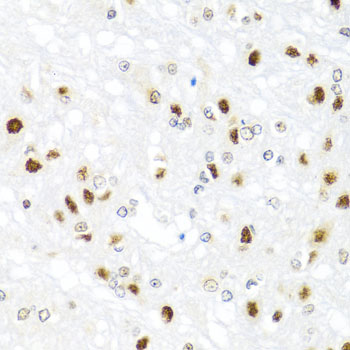 Валидация Elabscience E-AB-60088