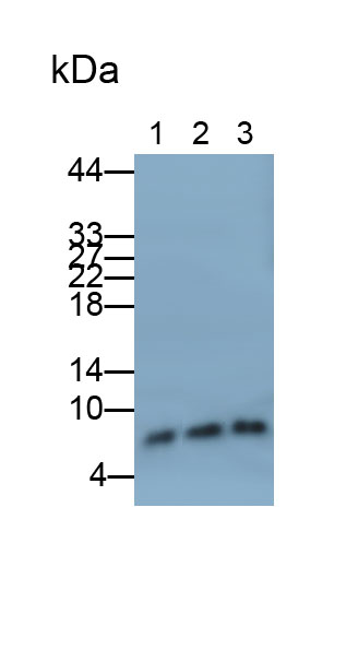 33229