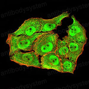 Валидация IF - AntibodySystem RHN96102