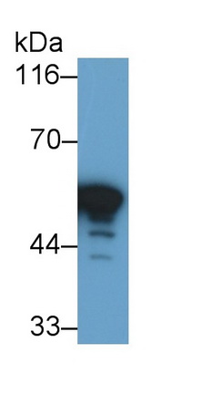 5950