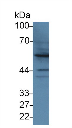 9861