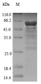 SDS-PAGE