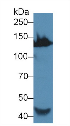 13536