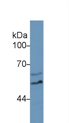12998
