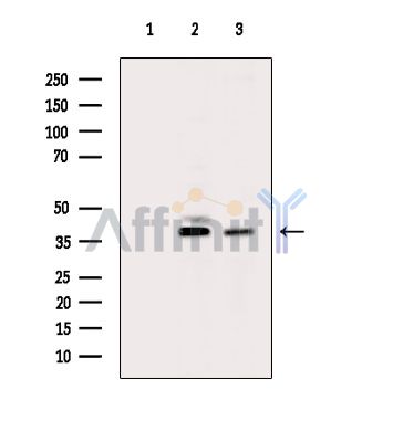 Валидация Affinity DF15342 - 11640