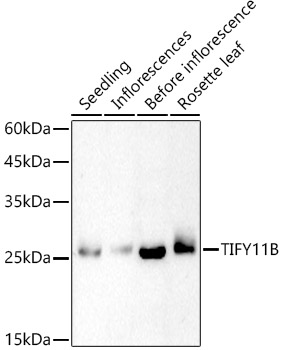 A21305, вестерн-блоттинг, ткани Arabidopsis thaliana (2834)
