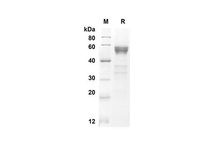 Валидация Elabscience PDMM100059(1032)