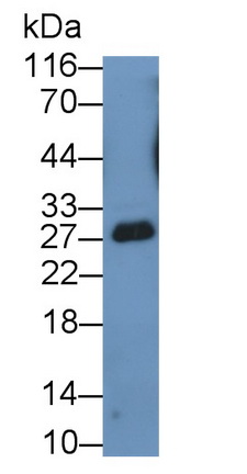 53219