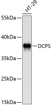 Валидация Elabscience E-AB-65756