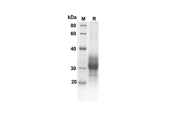 Валидация Elabscience PDMH100248(871)
