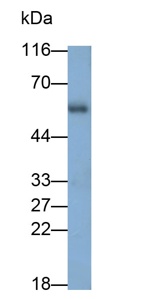 30953