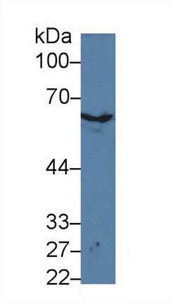 10146