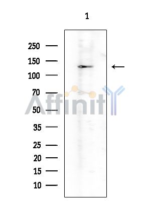 Валидация Affinity DF3740 - 14804