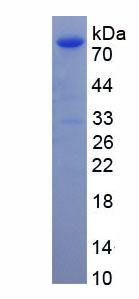64337