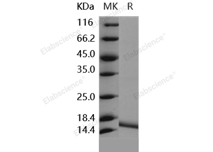 Валидация Elabscience PKSH031851(2476)