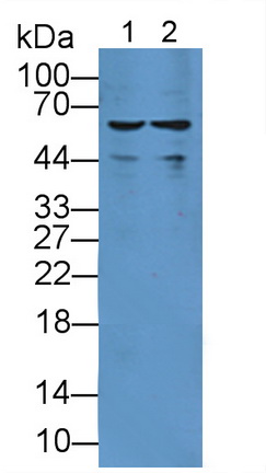 11923
