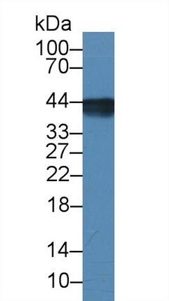 14868
