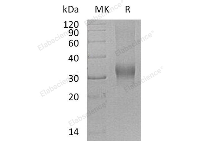 Валидация Elabscience PKSH032124(2661)