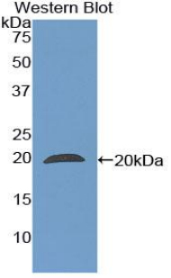 52221