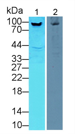 11909