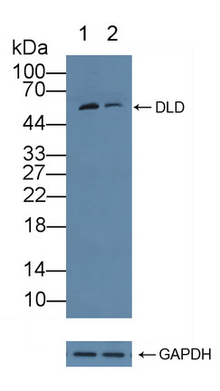 12119