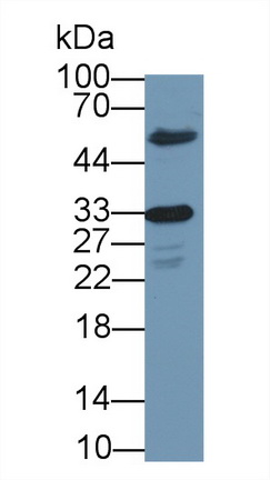 13648