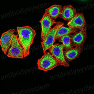 Валидация IF - AntibodySystem RHD27501 (589)