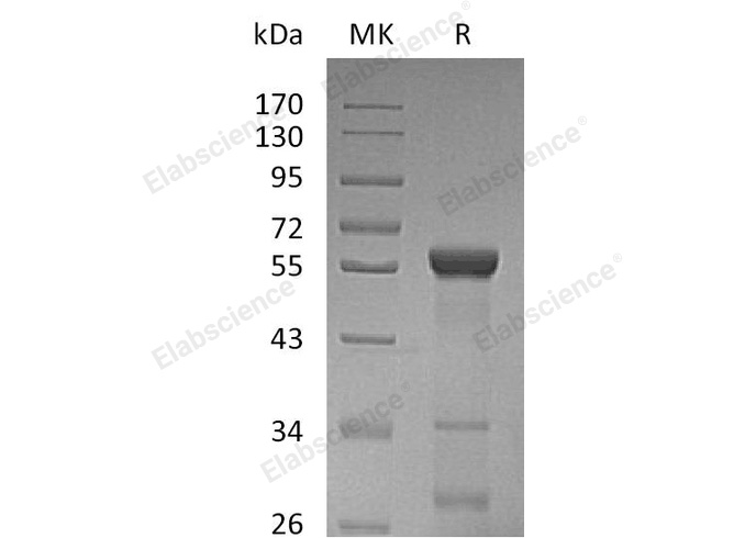 Валидация Elabscience PKSH033268(3606)
