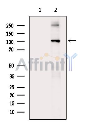 Валидация Affinity DF14168 - 9981