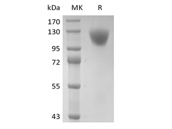 Валидация Elabscience PKSH034053(4283)