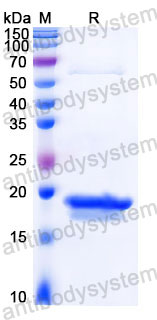 AHC27702, SDS-PAGE