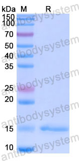 Валидация SDS-PAGE - AntibodySystem RHE37101
