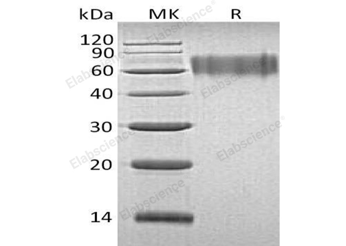 Валидация Elabscience PKSH030987(1801)