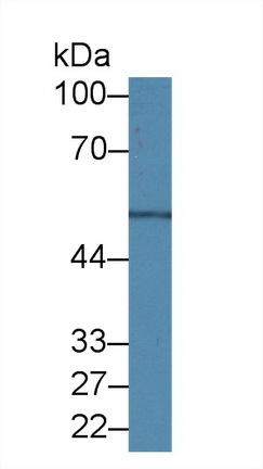 14502
