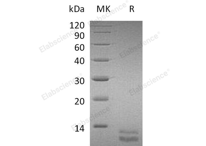 Валидация Elabscience PKSM040992(4929)