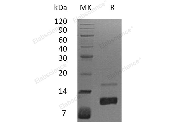 Валидация Elabscience PKSH032656(3090)