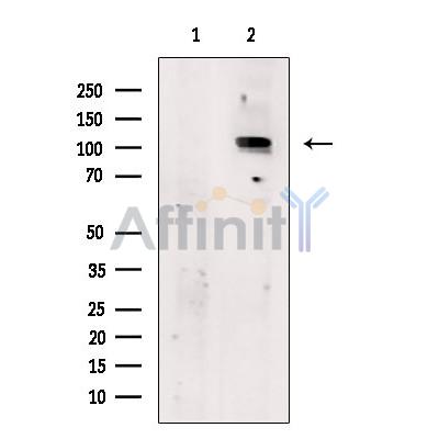 Валидация Affinity DF13220 - 8242