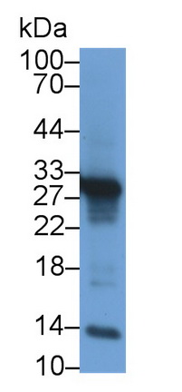 21233