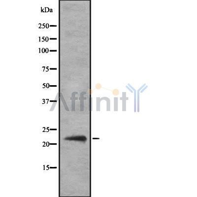Валидация Affinity DF8966 - 21147