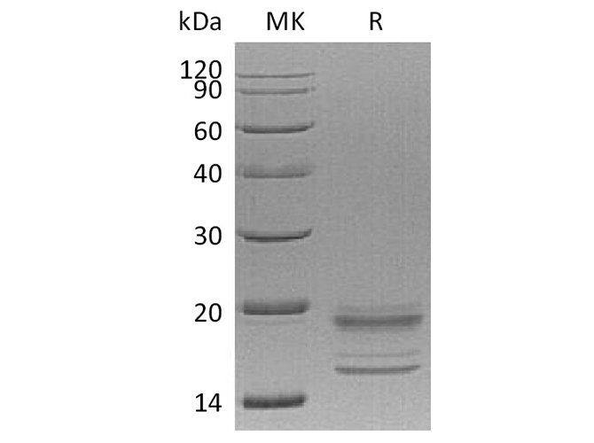 Валидация Elabscience PKSH032619(3060)