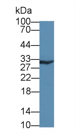 12716