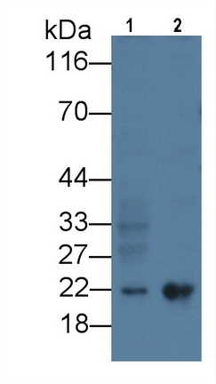 61823