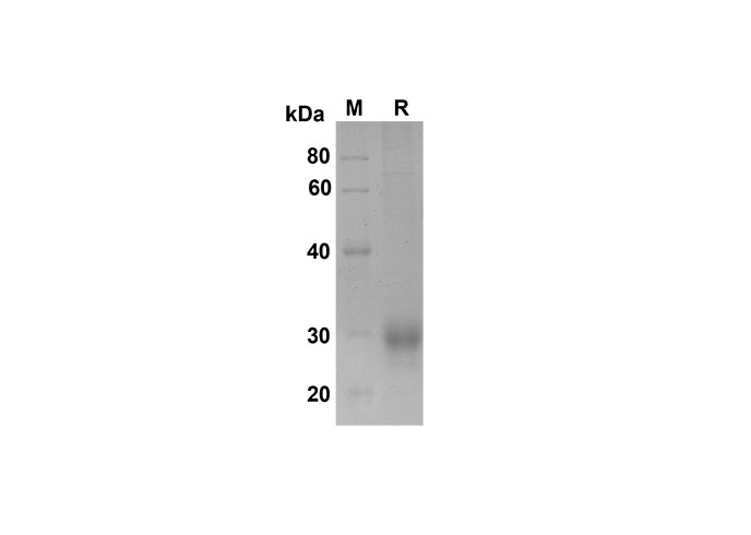 Валидация Elabscience PDMH100315(927)