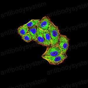 Валидация IF - AntibodySystem RHJ17603