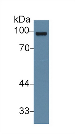 13593
