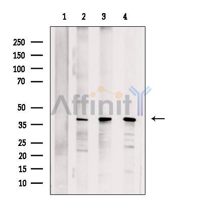 Валидация Affinity DF13493 - 8872