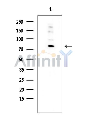 Валидация Affinity DF3615 - 14587