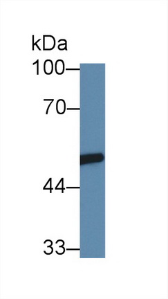 14116